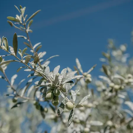 Ses Talaies Farma Ciutadella (Menorca)